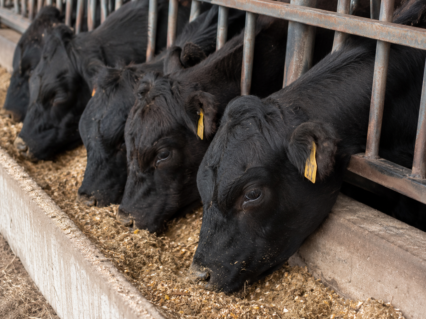 Feedlot Solutions