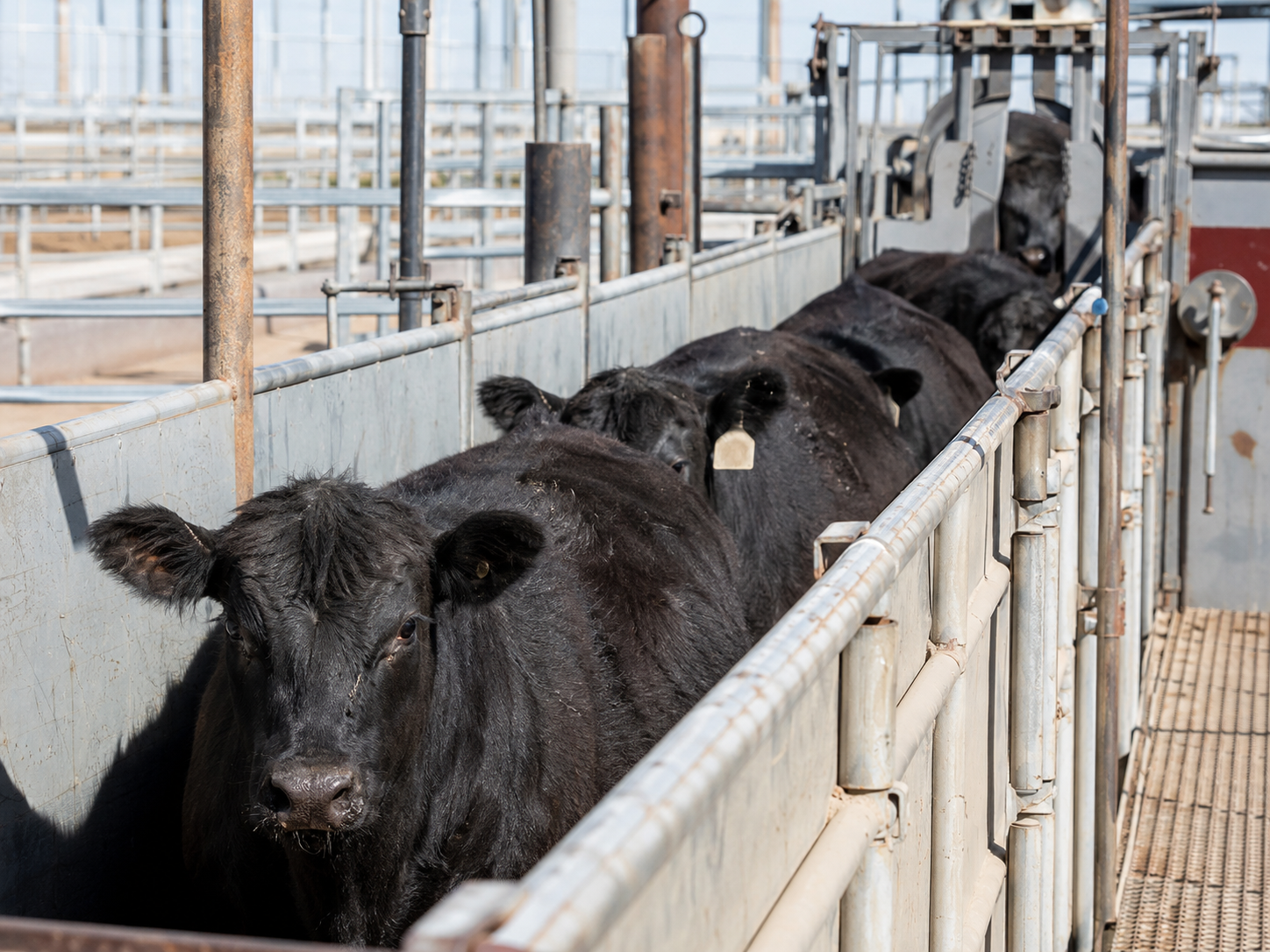 Feedlot Solutions