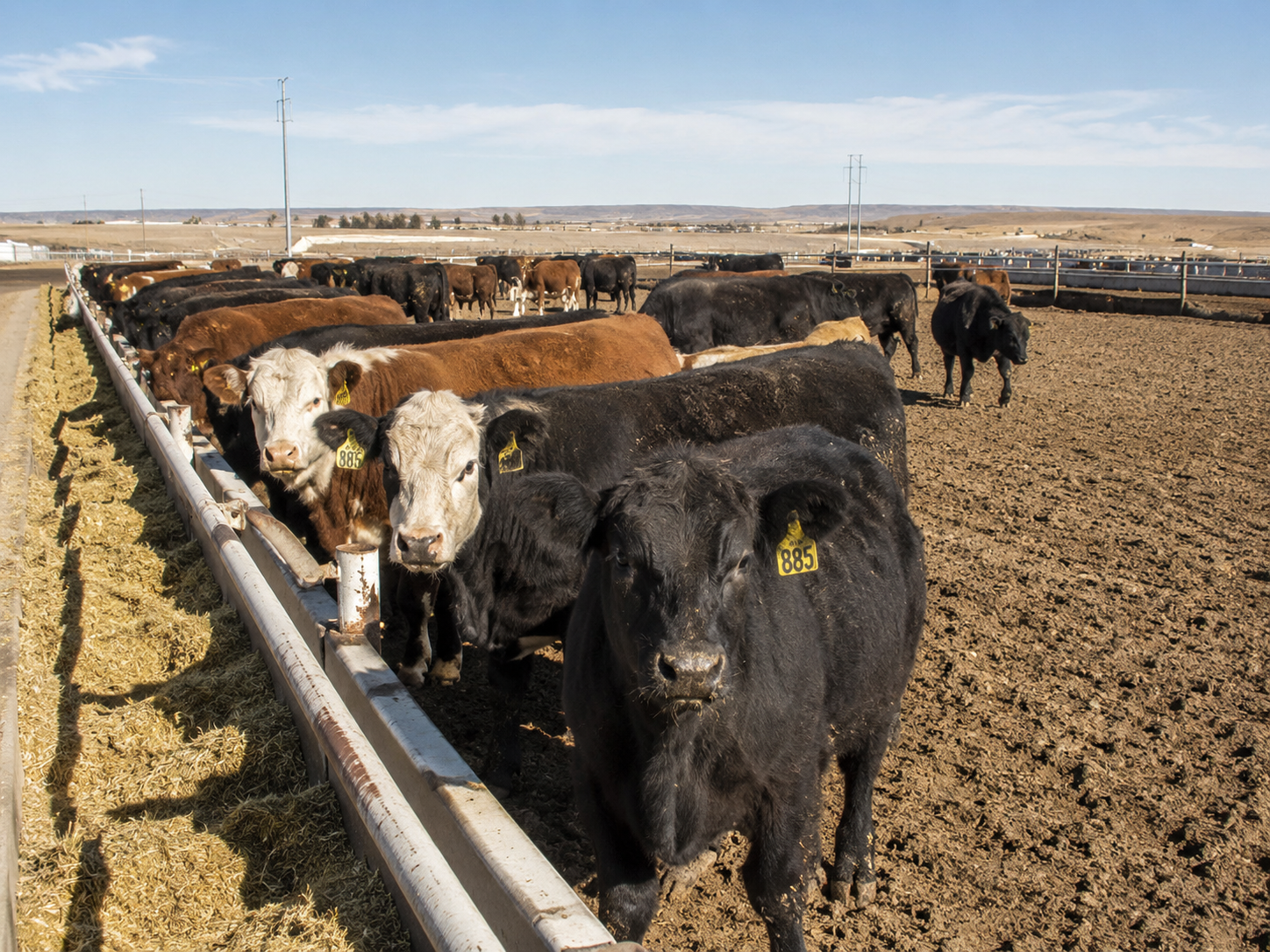Feedlot Solutions (21)