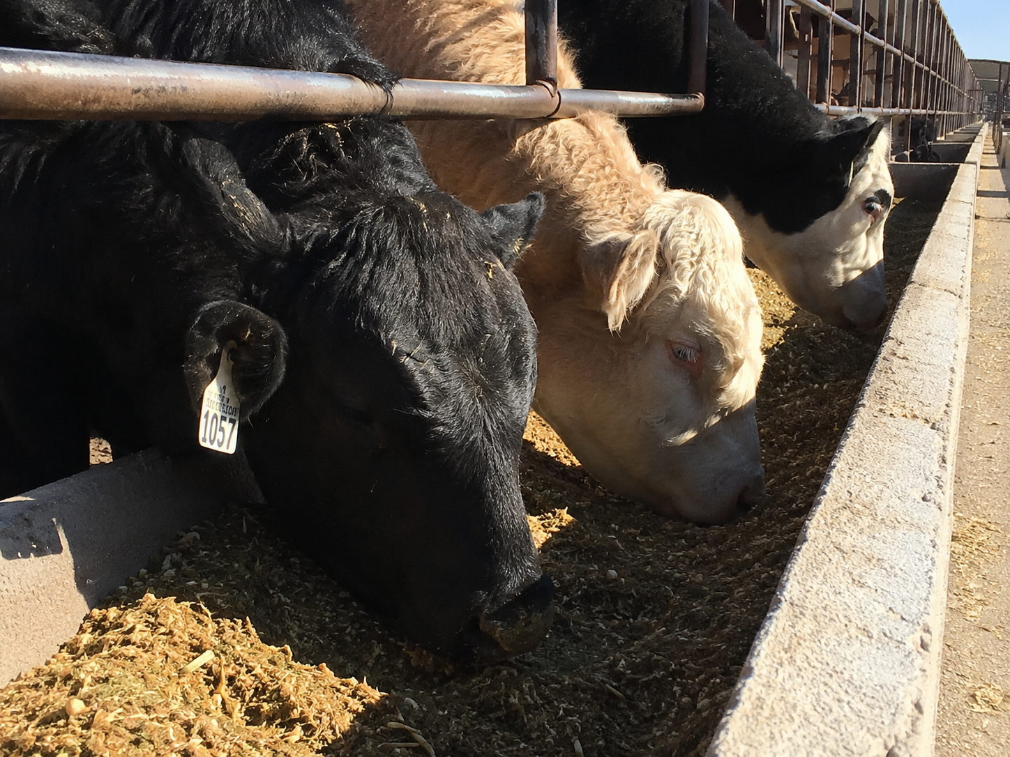 Feedlot Solutions 
