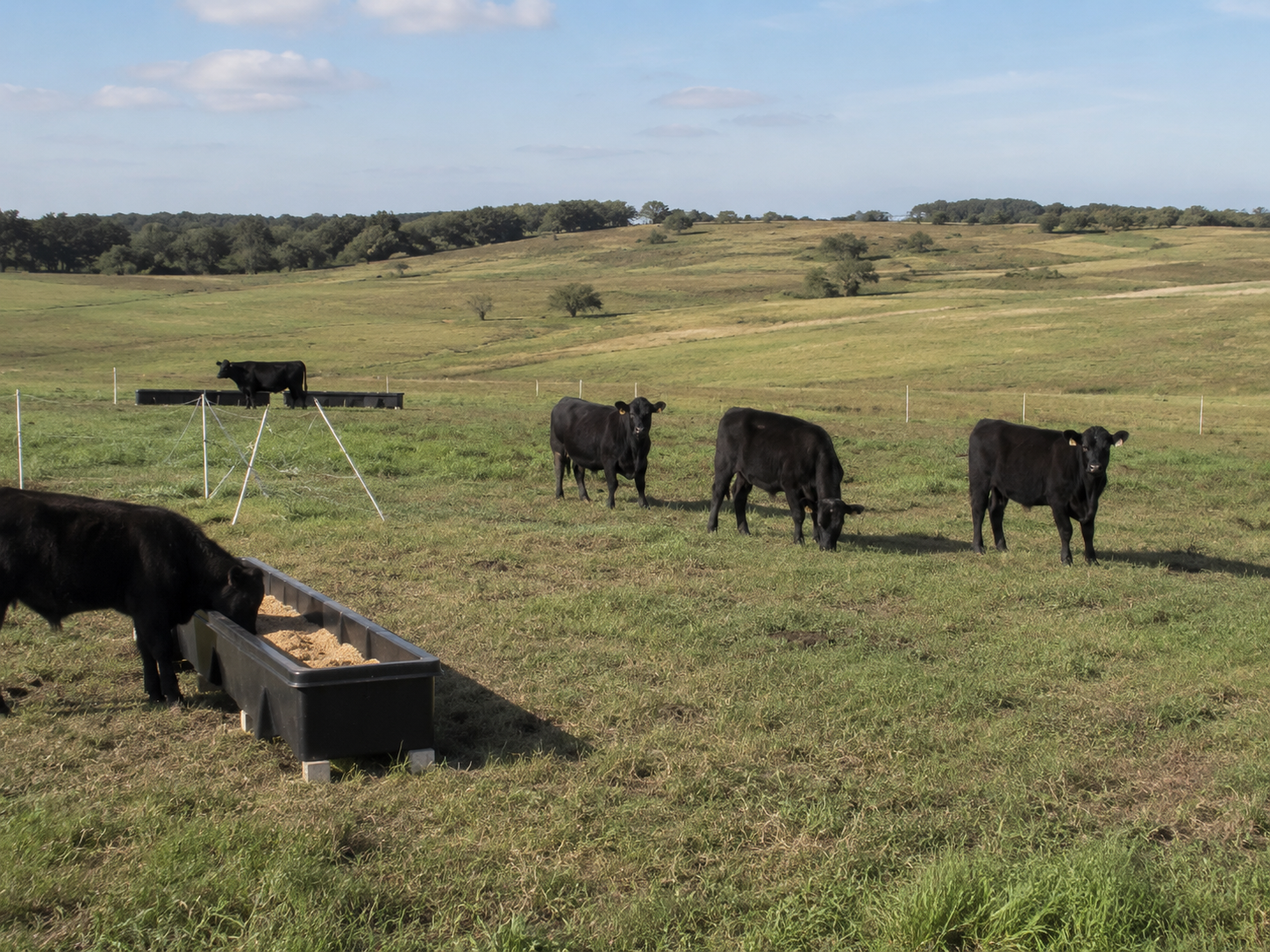 Feedlot Solutions