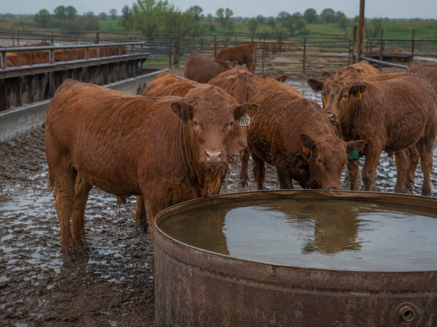 Feedlot Solutions
