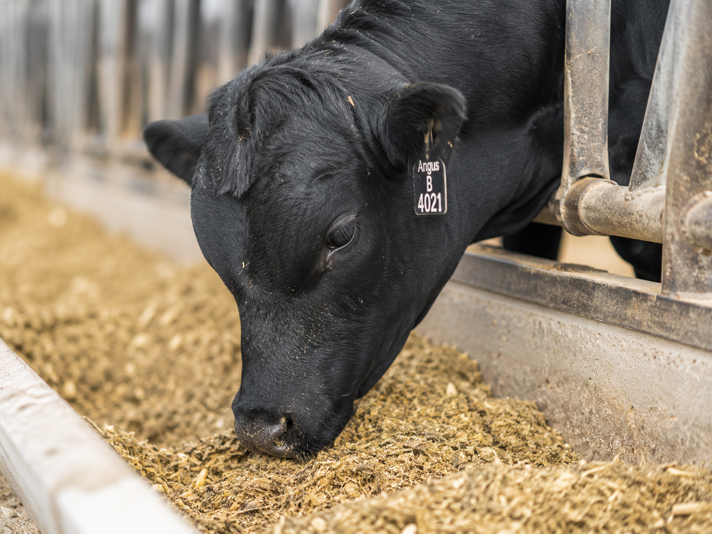 Feedlot Solutions