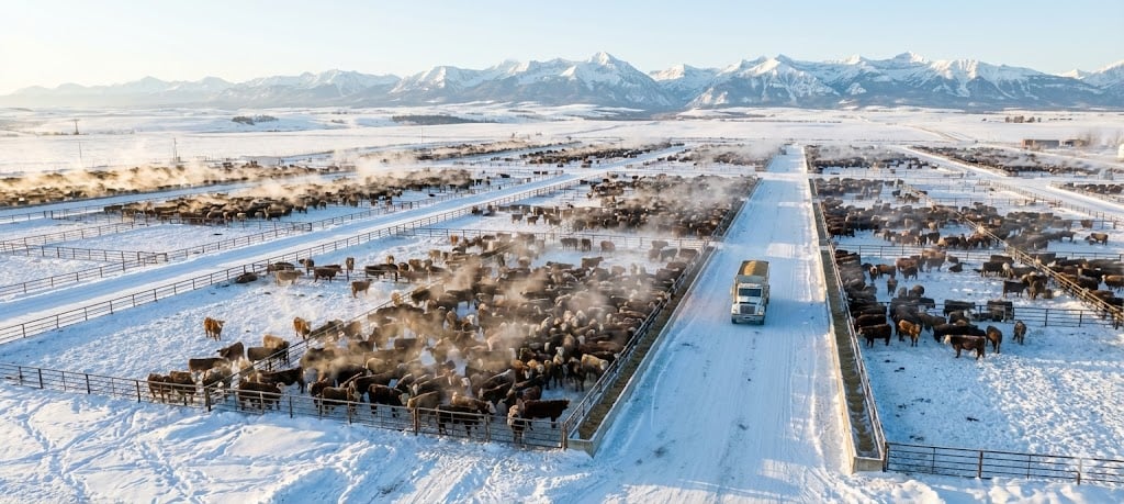 feedlot-snow